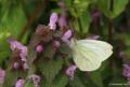 Pieris pseudorapae (Yalancı Beyazmelek)